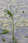 American waterwillow